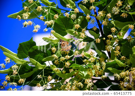 Monarch butterflies perform annual migrations 65413775