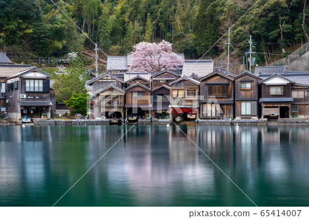Cherry blossoms at Kaizoji Temple in Ine Town, Kyoto Prefecture 65414007
