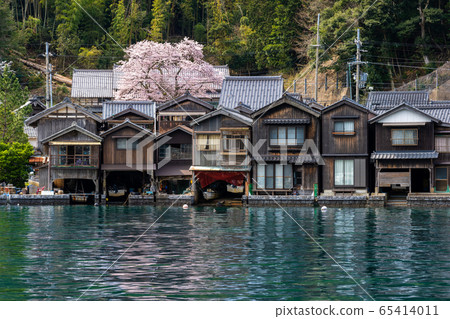 京都府伊內町Kaizoji寺的櫻花 65414011