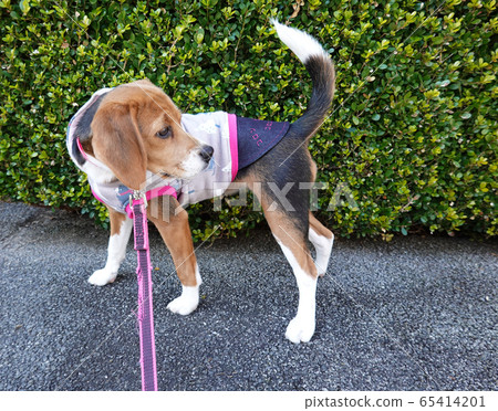 Beagle puppy puppy dog walk dog walk 65414201