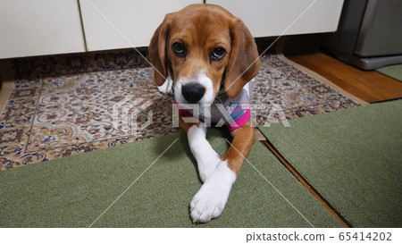 Beagle indoor dog, medium-sized dog, puppy, puppy dog, upper eyelid 65414202