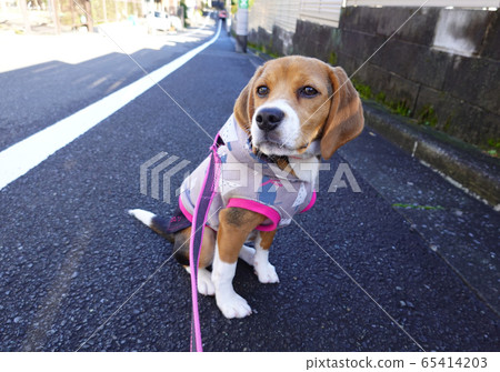 小獵犬小狗小狗狗dog 小獵犬小狗小狗狗dog 65414203