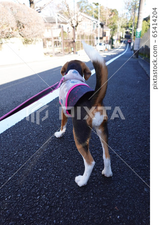 小獵犬小狗小狗狗dog 小獵犬小狗小狗狗dog 65414204