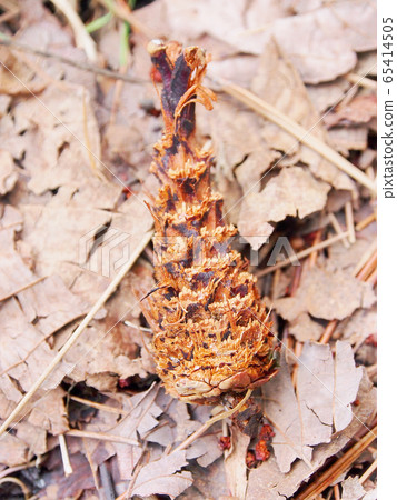 森林裡的炸蝦（松鼠和老鼠吃松果後） 65414505