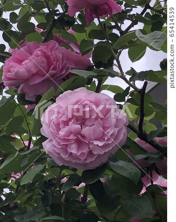 玫瑰 玫瑰 65414539
