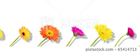 Floral arranged composition with different colors gerbera flowers with shadow on white background. Flat lay pattern, top view 65414713