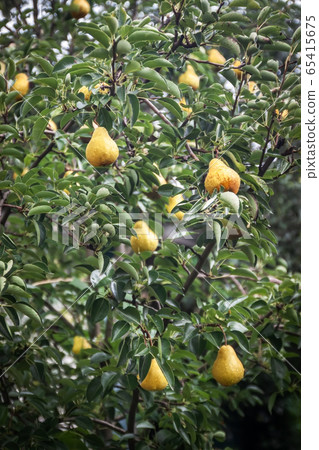 garden ripe yellow pears on a tree in the rain. Harvesting in the garden. Organic natural food garden ripe yellow pears on a tree in the rain. Harvesting in the garden. Organic natural food 65415675