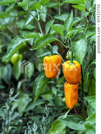 Yellow and orange bell pepper plant in a vegetable garden, ready to harvest Yellow and orange bell pepper plant in a vegetable garden, ready to harvest 65415758