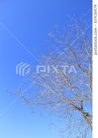 藍藍的天空和冬天的枯樹 藍藍的天空和冬天的枯樹 65416474