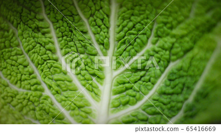 The cabbage leaves were photographed very closely. The cabbage leaves were photographed very closely. 65416669