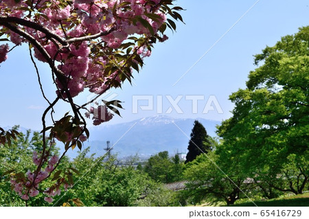 五月的山形佐賀公園，有新鮮的綠色植物和雙重櫻花 65416729
