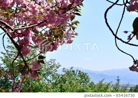 五月的山形佐賀公園，有新鮮的綠色植物和雙重櫻花 65416730