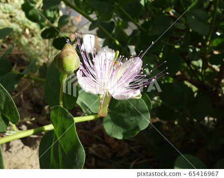 Caper flower Caper flower 65416967