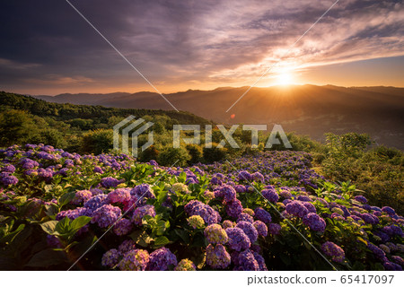 Hydrangea in Minoyama Park Dawn 65417097