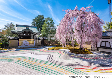 Kodaiji weeping cherry tree 65417229