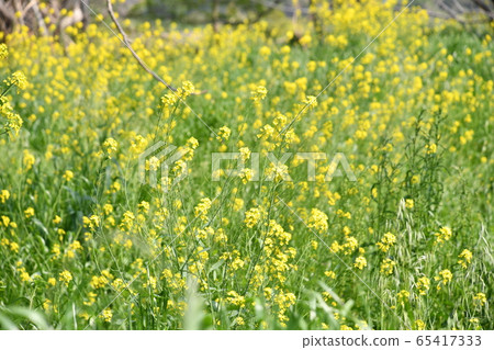 Rape blossoms-Tama River- Rape blossoms-Tama River- 65417333