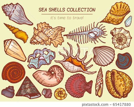 Sea shells collections icon, time to travel advertisement banner cartoon vector illustration. Explore ocean flora fauna, seaside wildlife. Sea shells collections icon, time to travel advertisement banner cartoon vector illustration. Explore ocean flora fauna, seaside wildlife. 65417880