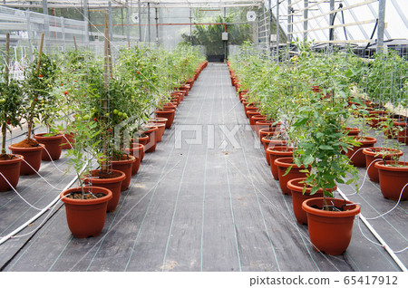 Planting tomatoes using modern methods. It was planted in pots. Irradiated using the self dripping method. Planted in enclosed areas for pest control. 65417912