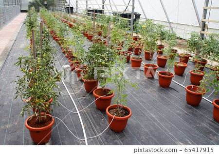 Planting tomatoes using modern methods. It was planted in pots. Irradiated using the self dripping method. Planted in enclosed areas for pest control. Planting tomatoes using modern methods. It was planted in pots. Irradiated using the self dripping method. Planted in enclosed areas for pest control. 65417915