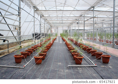 Planting tomatoes using modern methods. It was planted in pots. Irradiated using the self dripping method. Planted in enclosed areas for pest control. Planting tomatoes using modern methods. It was planted in pots. Irradiated using the self dripping method. Planted in enclosed areas for pest control. 65417921