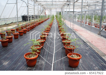 Planting tomatoes using modern methods. It was planted in pots. Irradiated using the self dripping method. Planted in enclosed areas for pest control. Planting tomatoes using modern methods. It was planted in pots. Irradiated using the self dripping method. Planted in enclosed areas for pest control. 65417922