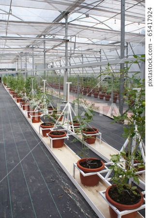 Planting tomatoes using modern methods. It was planted in pots. Irradiated using the self dripping method. Planted in enclosed areas for pest control. Planting tomatoes using modern methods. It was planted in pots. Irradiated using the self dripping method. Planted in enclosed areas for pest control. 65417924