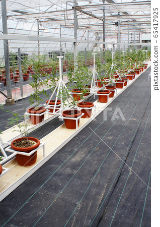 Planting tomatoes using modern methods. It was planted in pots. Irradiated using the self dripping method. Planted in enclosed areas for pest control. Planting tomatoes using modern methods. It was planted in pots. Irradiated using the self dripping method. Planted in enclosed areas for pest control. 65417925