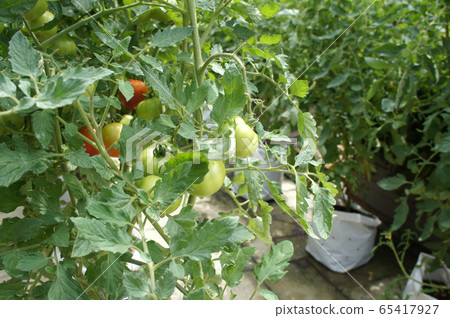 Planting tomatoes using modern methods. It was planted in pots. Irradiated using the self dripping method. Planted in enclosed areas for pest control. 65417927