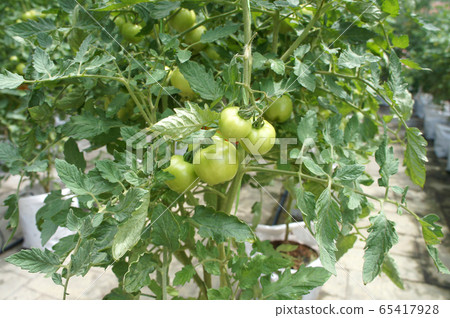 Planting tomatoes using modern methods. It was planted in pots. Irradiated using the self dripping method. Planted in enclosed areas for pest control. Planting tomatoes using modern methods. It was planted in pots. Irradiated using the self dripping method. Planted in enclosed areas for pest control. 65417928