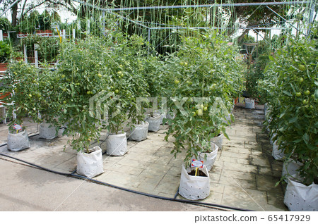 Planting tomatoes using modern methods. It was planted in pots. Irradiated using the self dripping method. Planted in enclosed areas for pest control. Planting tomatoes using modern methods. It was planted in pots. Irradiated using the self dripping method. Planted in enclosed areas for pest control. 65417929