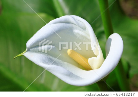 Single white color flower 65418217