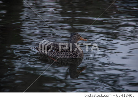一隻鴨子在池塘里 65418403