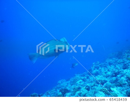 Bumphead鸚嘴魚 65418439