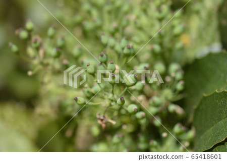 Oregon grape 65418601