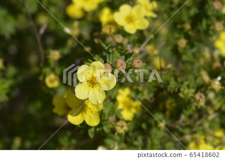Shrubby Cinquefoil Shrubby Cinquefoil 65418602