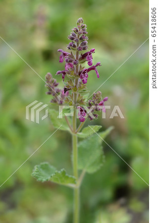 Hedge woundwort 65418606