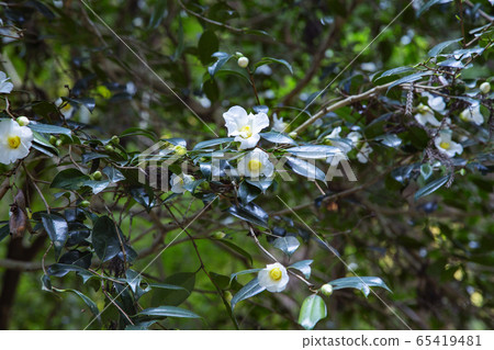 White camellia White camellia 65419481