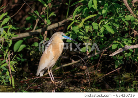 squacco heron (ardeola ralloides) 65420739