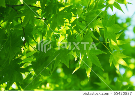 Natural material (fresh green image of maple) Natural material (fresh green image of maple) 65420887