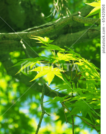 Natural material (fresh green image of maple) 65420908