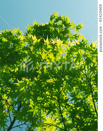 Natural material (fresh green image of maple) 65420909