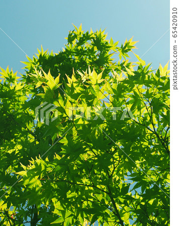 Natural material (fresh green image of maple) 65420910
