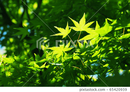 Natural material (fresh green image of maple) 65420939