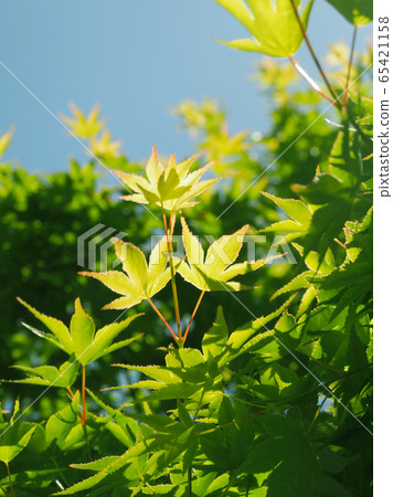 New green image New green image 65421158