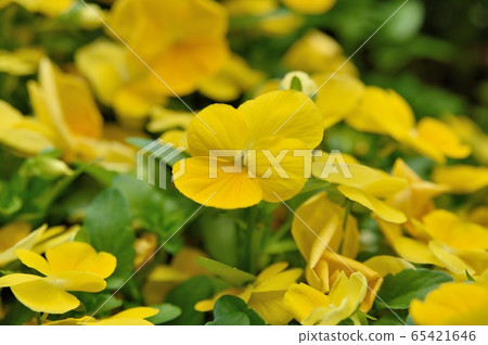 Viola flowers 65421646
