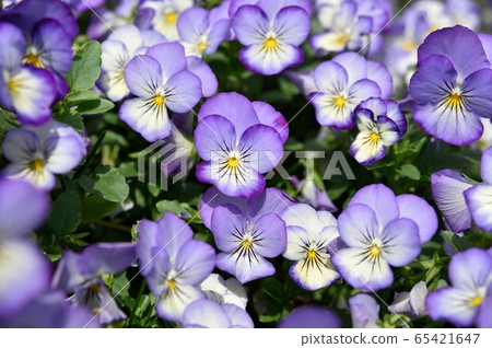 Viola flowers Viola flowers 65421647