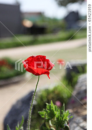 poppy 65421959