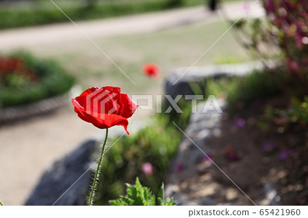 poppy 65421960