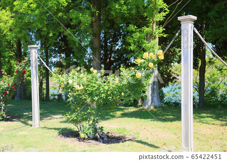 玫瑰花朵金兔子 65422451