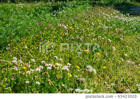 陰影中的蒲公英 65423020